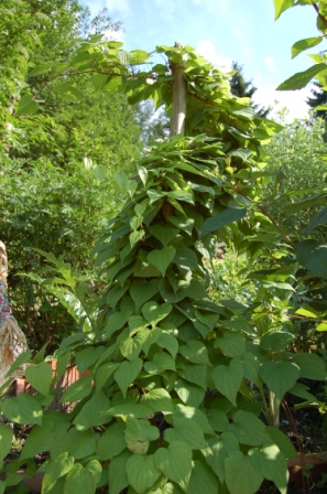 http://www.hildegard-kraeuter-garten.at/media/kraeuterwelt 2010/kraeuter-yamswurzel.JPG